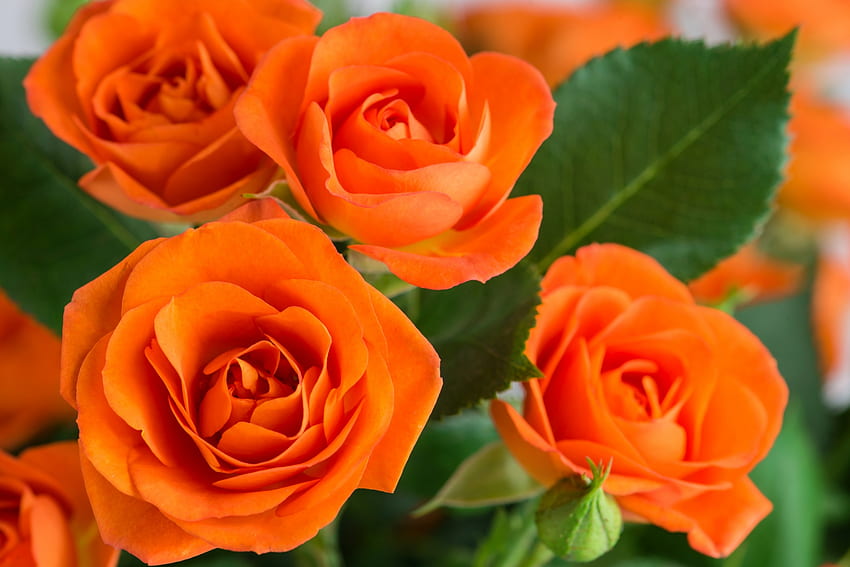 Оранжеви рози, близък план, рози, листенца, природа, портокал HD тапет
