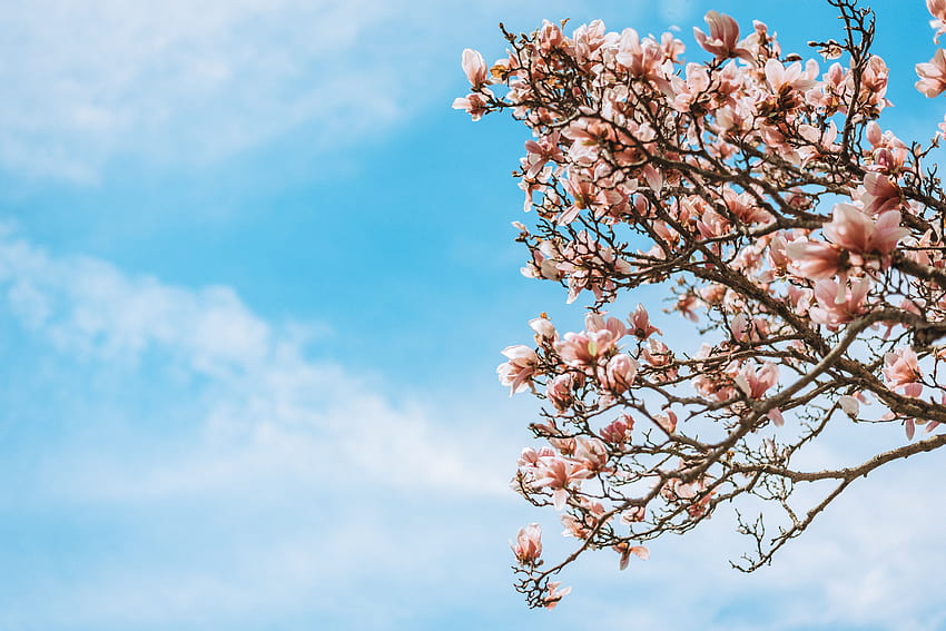 Flores, Sakura, Madeira, Árvore, Ramos, Bloom, Floração papel de parede HD