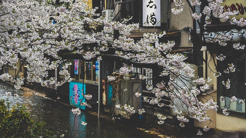Япония, Cherry Blossom, Street, Raining, Scenic, Pretty, Relax за iMac 27 инча, 2560x1440 Япония HD тапет