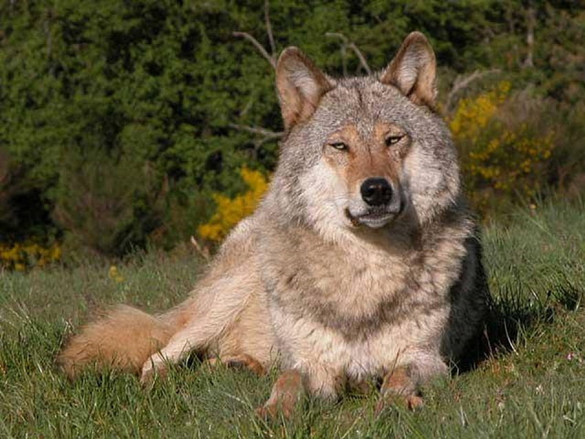 GRAUER WOLF, Grau, Wolf, Natur, Tiere HD-Hintergrundbild