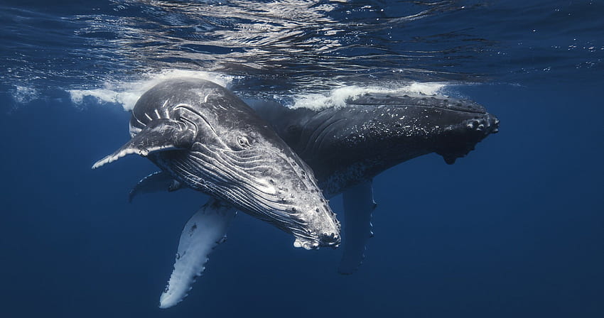 baleias no mar ultra. Baleia jubarte, Baleia, Tela familiar papel de parede HD