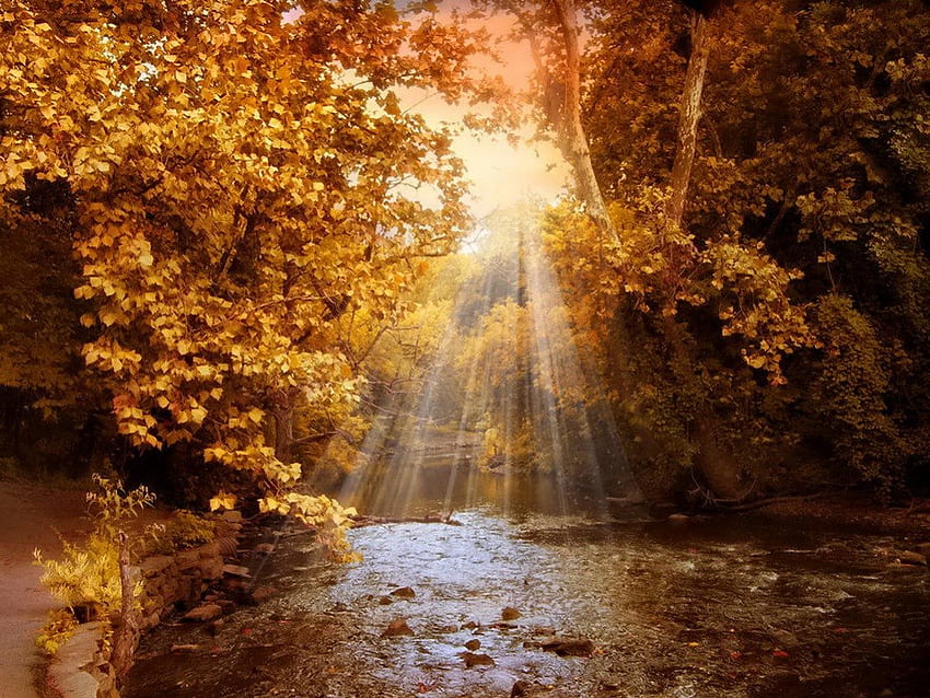 Autumn river light, Raios, rio, luz solar, brilho, Cores, bom, brilho, Árvores, outono, dourado, cair, bonita, caindo, sai, luz, Ramos, natureza, adorável, floresta, folhagem papel de parede HD