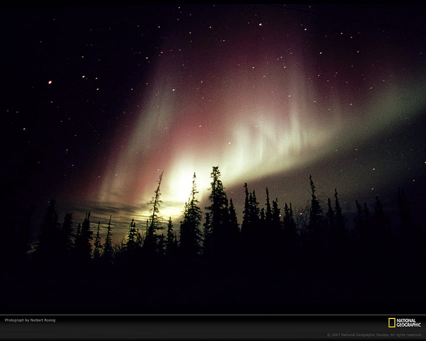 Aurora Borealis di atas pepohonan, langit, pepohonan, cahaya, aurora borealis Wallpaper HD