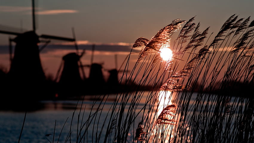 日没時の風車、オランダ、川、風車、葦、自然、太陽 高画質の壁紙