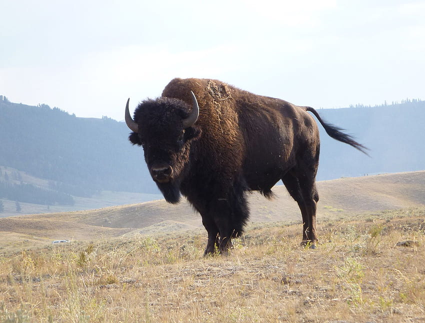 Bizon Wysokiej Jakości, Native American Buffalo Tapeta HD