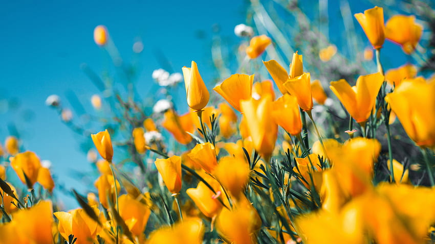 Жълто цвете , пролет HD тапет