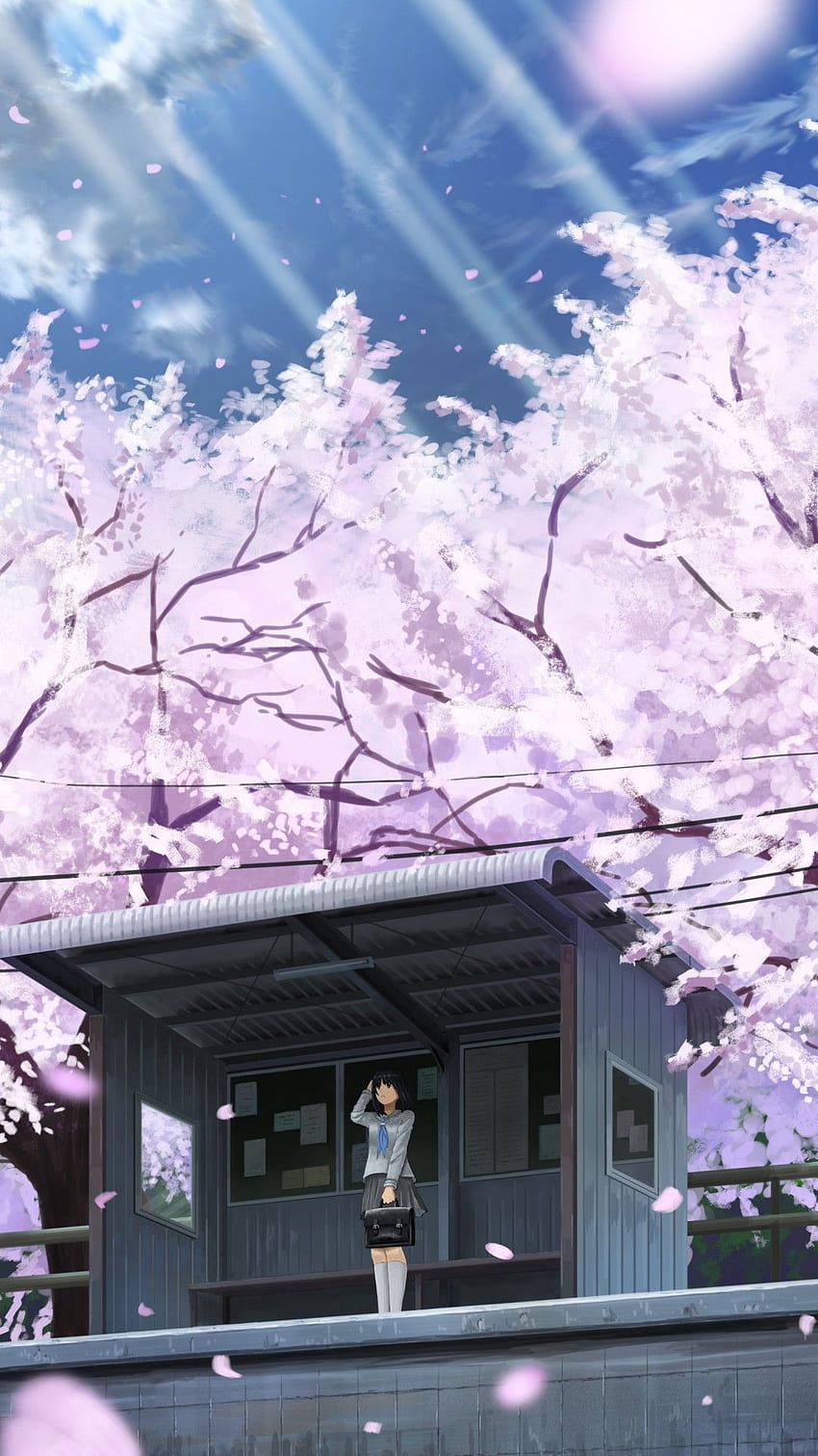 anime, girl, cherry, , Art, Anime Cherry Blossom HD phone wallpaper