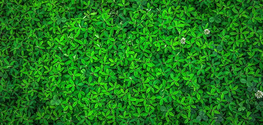 Green for your or mobile screen and easy to, Super Light Green HD wallpaper