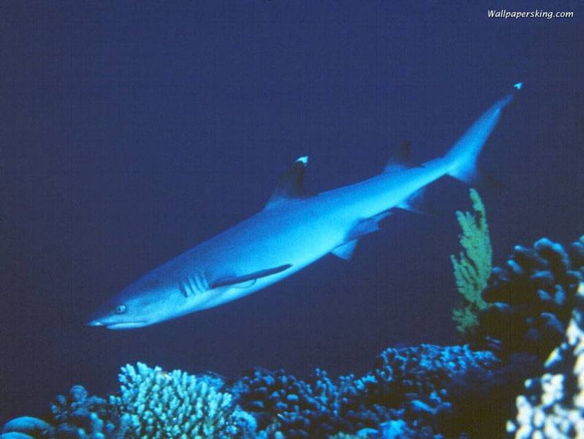 White Tip Shark, recife, coral, tubarão papel de parede HD