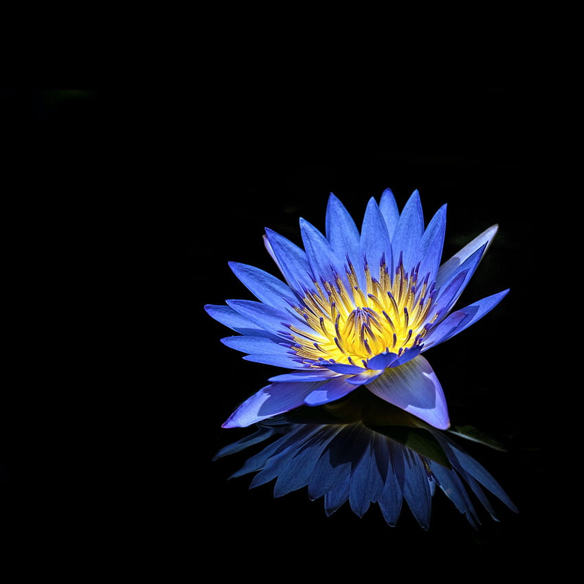Water Lilly , Blue Flower, Black Background, Reflection, , Flowers HD phone wallpaper