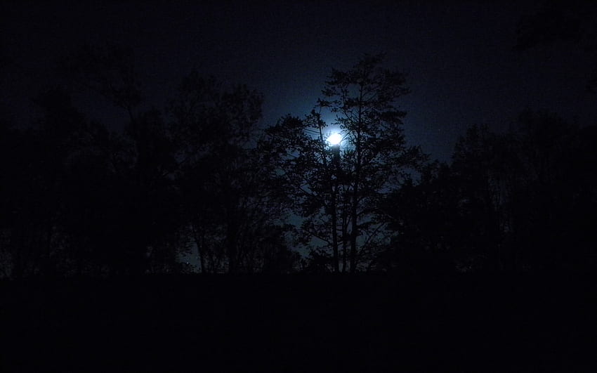 Digite completo. Floresta escura assustadora à noite ao luar, laptop 2596.0 papel de parede HD