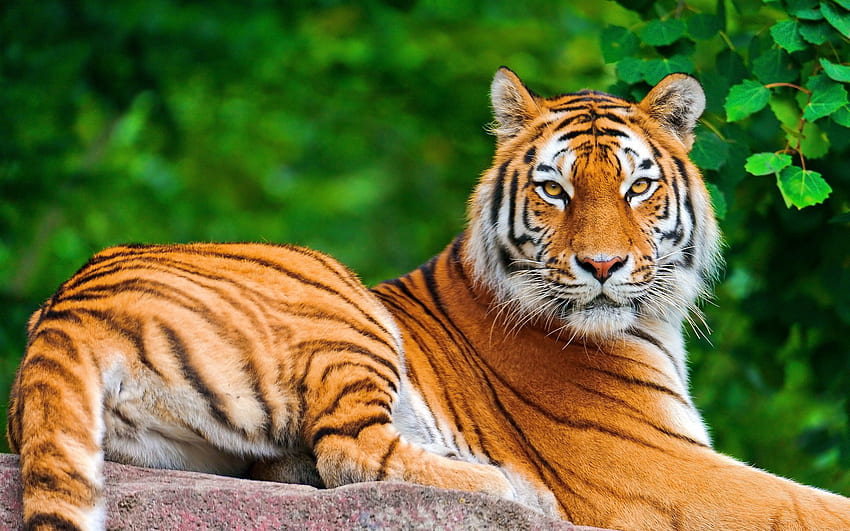 Tiere, hinlegen, liegen, gestreift, Raubtier, Sehen, Meinung, Tiger HD-Hintergrundbild