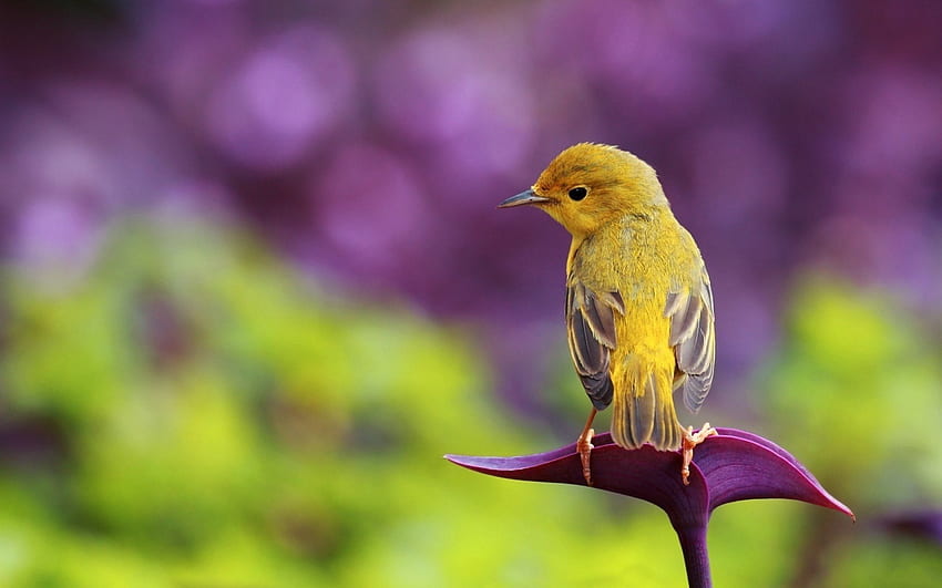 Ϡ₡...Uccello...Ϡ₡, natura, fiori, uccelli, animali Sfondo HD
