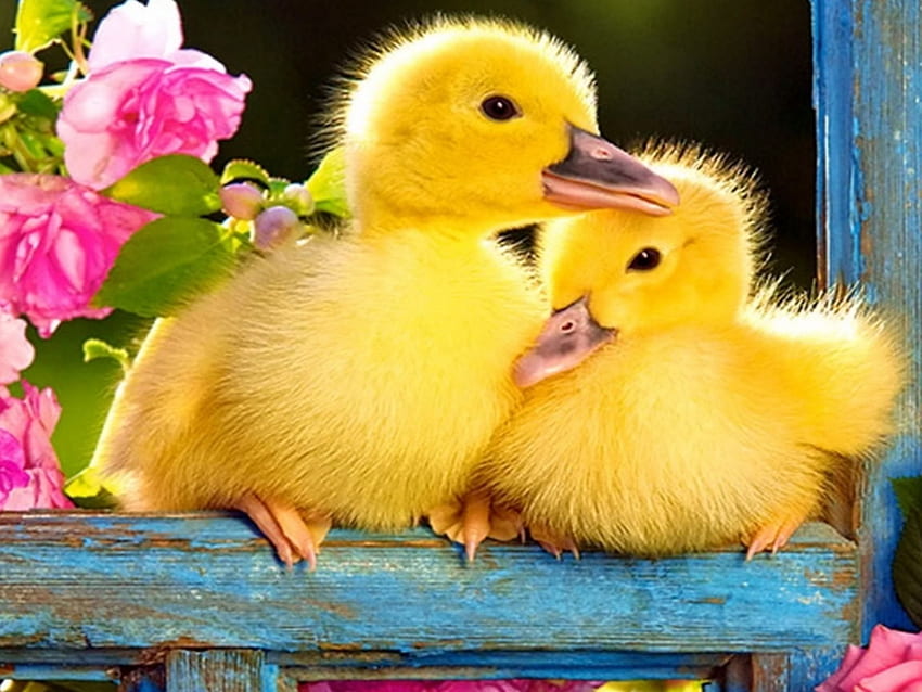Cute little ducks, flowers, birds, roses, blossoms, window HD wallpaper