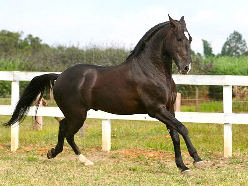 blacky, horses, horse, i love horses HD wallpaper