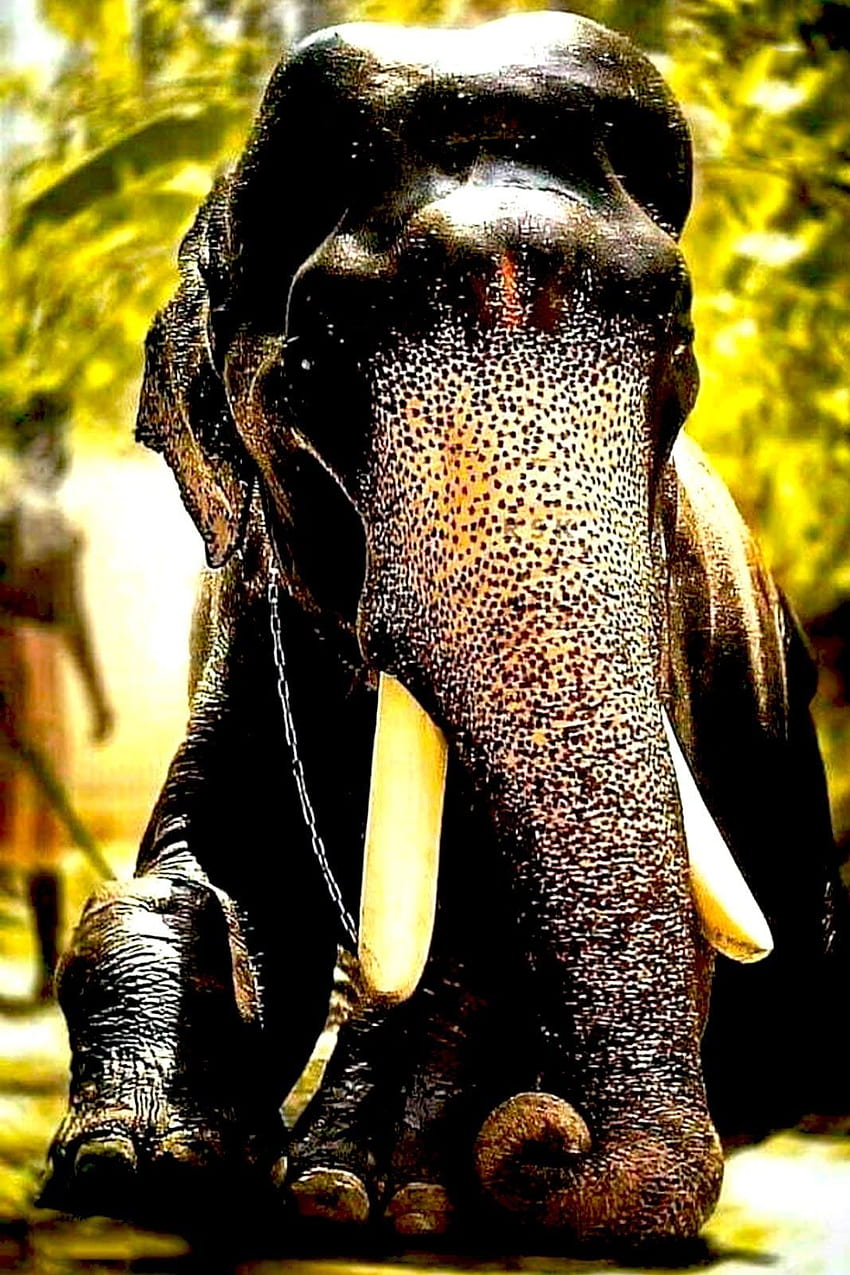 Mangalamkunnu Karnan, 케랄라 코끼리 HD 전화 배경 화면
