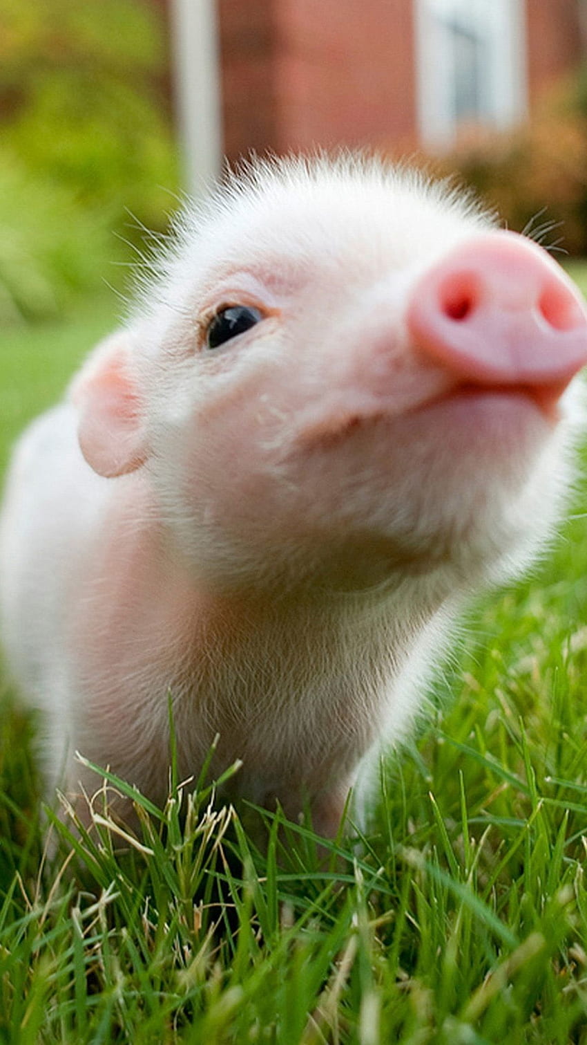 かわいい豚の背景、豚の顔 HD電話の壁紙