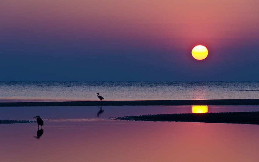 ทะเล ธรรมชาติ น้ำ พระอาทิตย์ตก ดวงอาทิตย์ ชายหาด นกกระสา ขอบฟ้า การสะท้อน เงา ตอนเย็น วอลล์เปเปอร์ HD