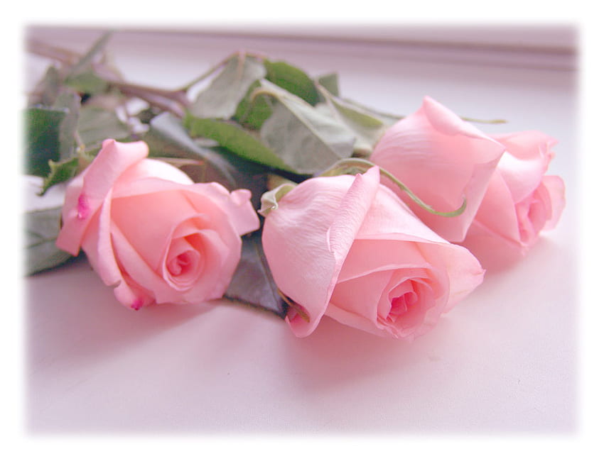 rose rosa per te, rosa, bellissime, rose, adorabili Sfondo HD