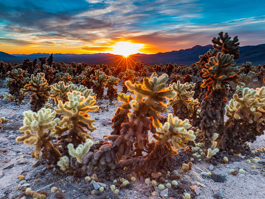 Nascer do sol em Cholla Cactus Garden Joshua Tree National Park Califórnia Estados Unidos Para Tablets papel de parede HD