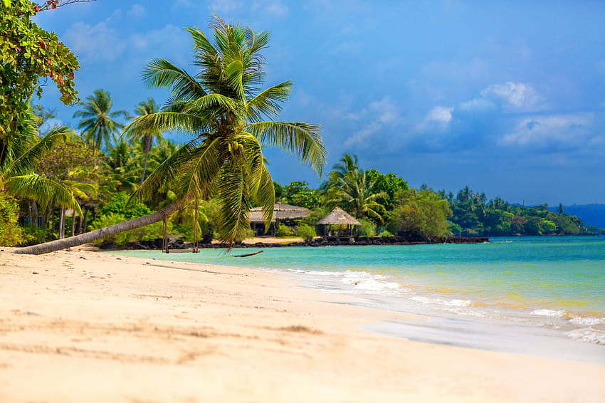 Coast, palms, sea, sand, tropical, beach HD wallpaper