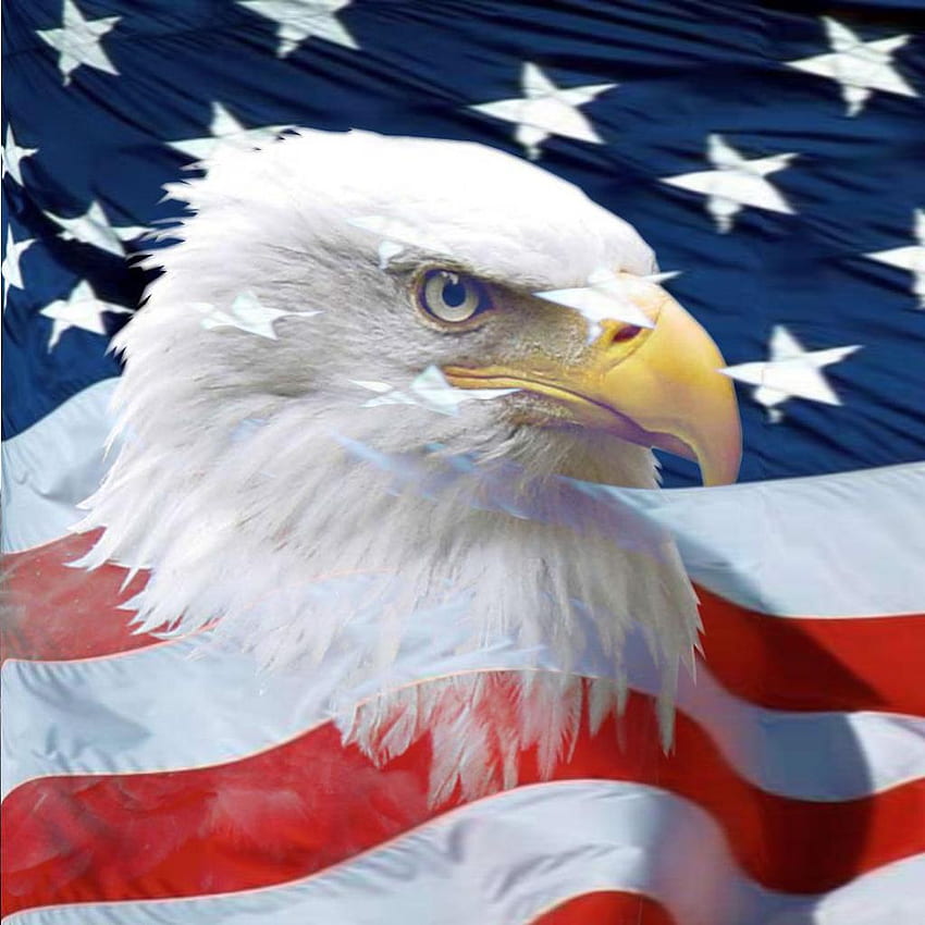 Amerikanischer Adler, Weißkopfseeadler-Flagge HD-Handy-Hintergrundbild