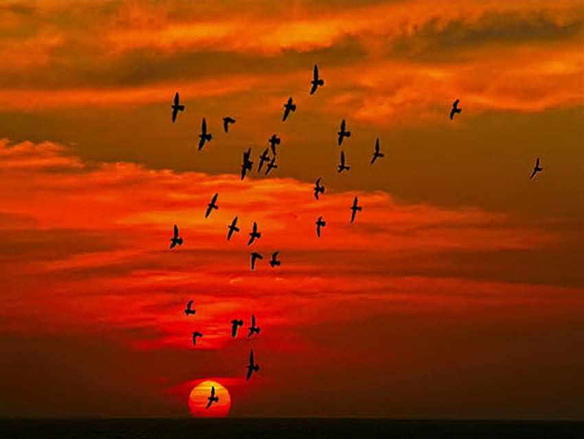Flight in the burning sky, birds, red sky, glow, clouds, flight, sunset HD wallpaper