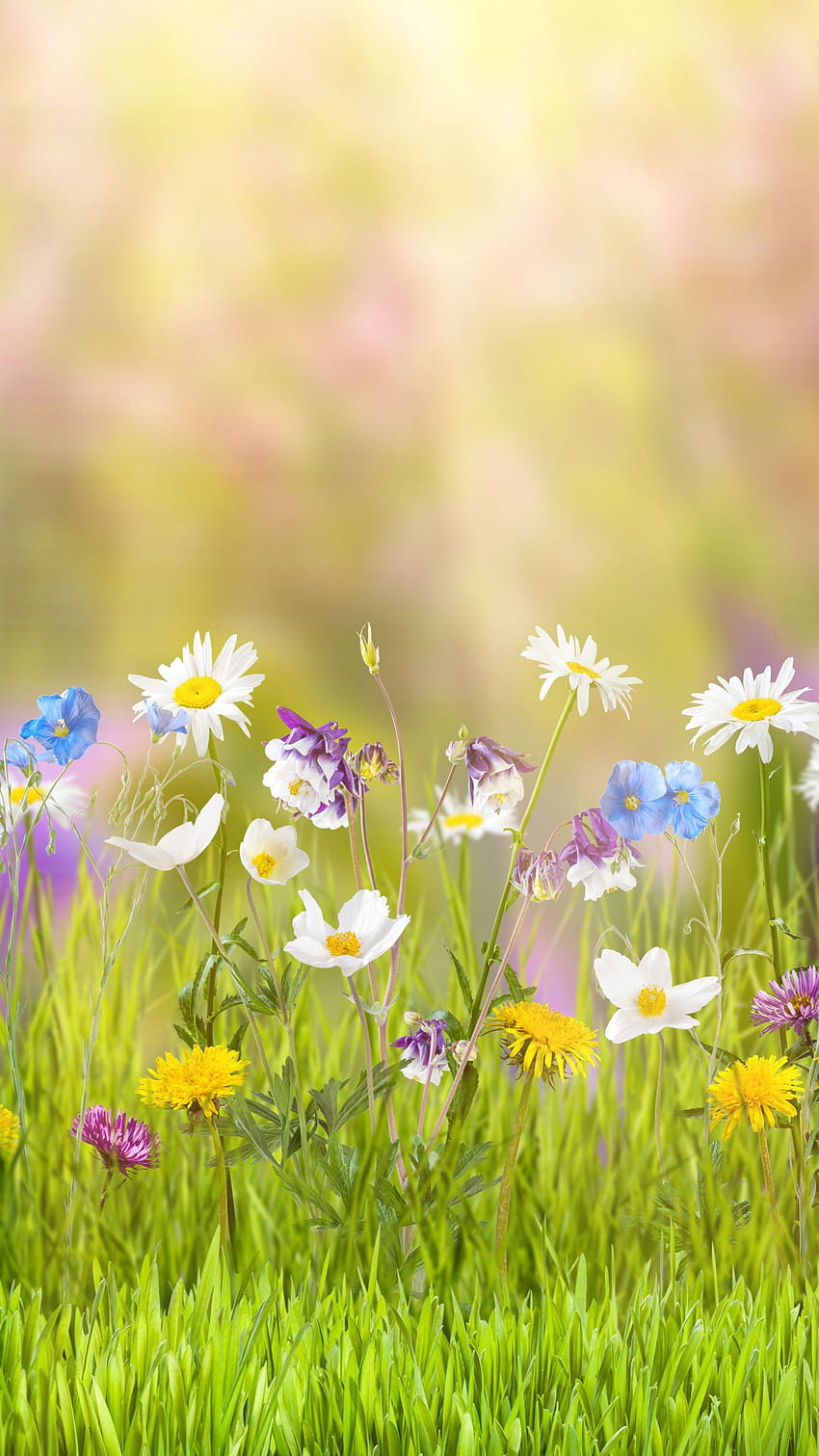 fleur, , , champ, printemps, nature, fleur verticale Fond d'écran de téléphone HD