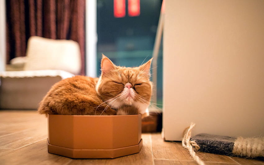 สัตว์ แมว การผ่อนคลาย การพักผ่อน กล่อง การนอนหลับ ความฝัน พันธุ์แท้ วอลล์เปเปอร์ HD