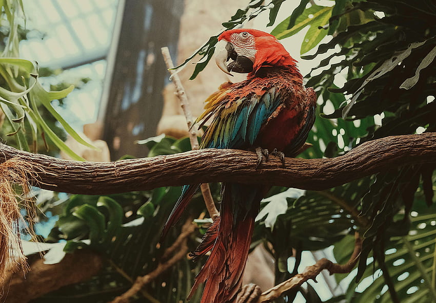 Animals, Parrots, Bird, Multicolored, Motley, Macaw HD wallpaper