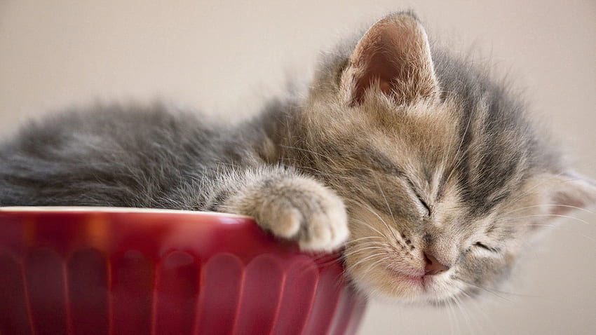 Tiere, Flauschig, Kitty, Kätzchen, Schnauze, Schlaf, Traum HD-Hintergrundbild