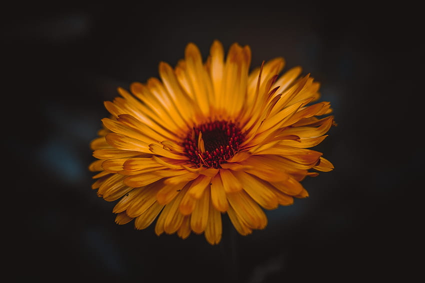 flor amarilla del jardín, retrato fondo de pantalla