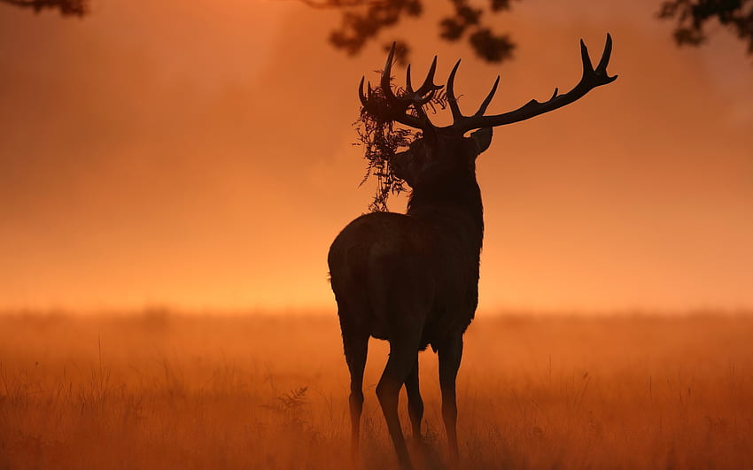 Stag at the End of the Day, animal, antlers, deer, sunset HD wallpaper