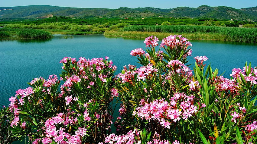 Flowers at Greenery Lake Shore, river, bank, lake, shore, pink, emerald ...