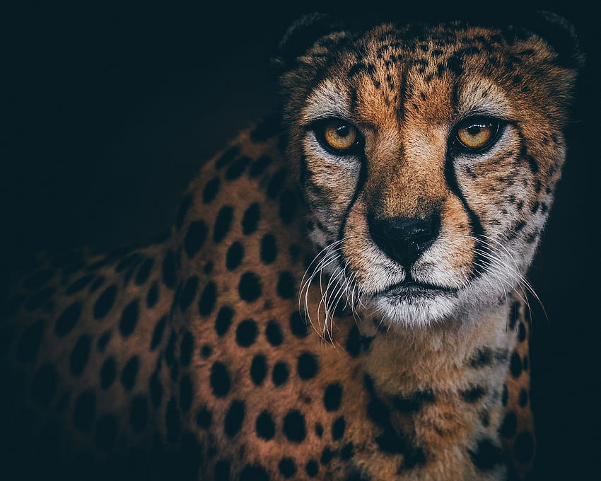 Cheetah, animal, eyes, ghepard, face HD wallpaper | Pxfuel