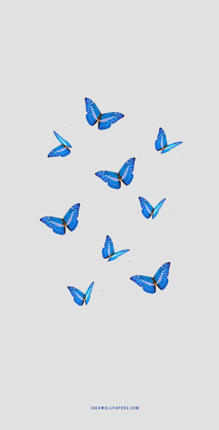 Butterfly Wallpaper For Your IPhone  Steph Social