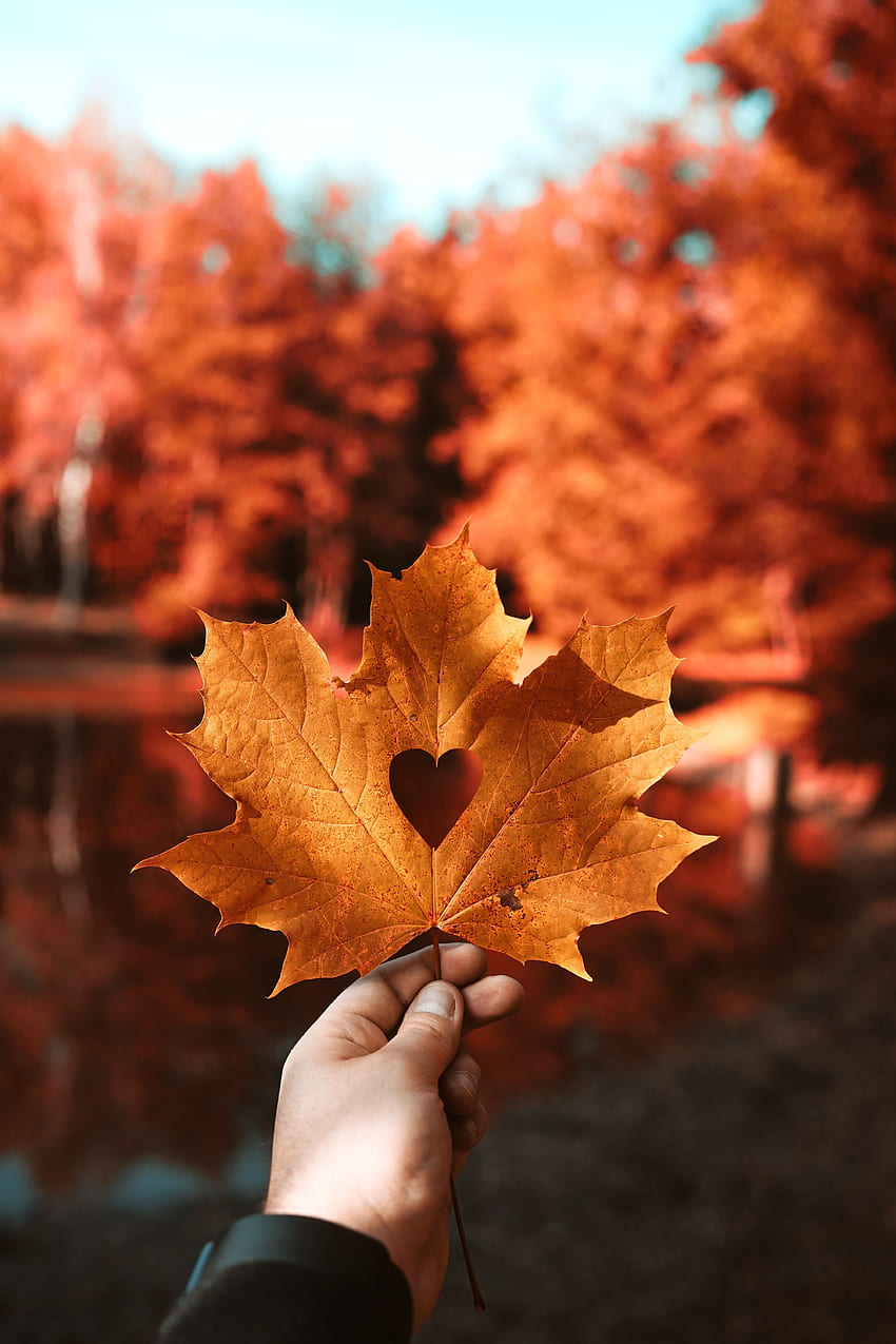amor, outono, mão, borrão, suave, folha, folha, coração, maple Papel de parede de celular HD