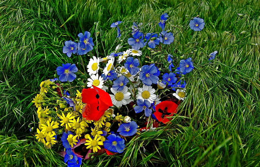 꽃, 잔디, 양귀비, Camomile, 꽃다발, 밝게, 형형색색, 그래픽으로 HD 월페이퍼