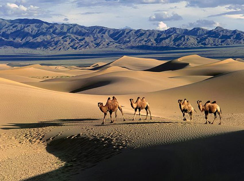 Gallery For > Mongolia, China Desert HD wallpaper