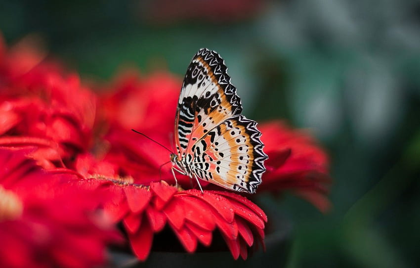 Red, Flower, Close Up, Animals, Wings, Butterfly, Macro, Blur, Animal, Bright, Insect, Ultra Background For , Section макро HD wallpaper
