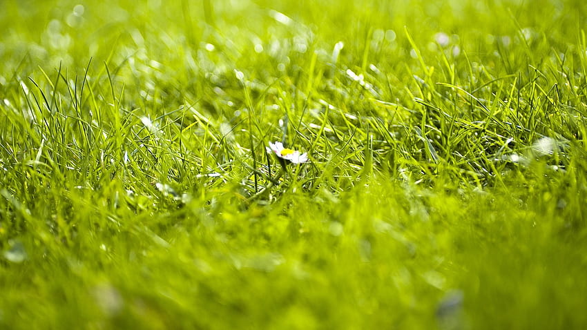 Grass, flower, summer HD wallpaper | Pxfuel