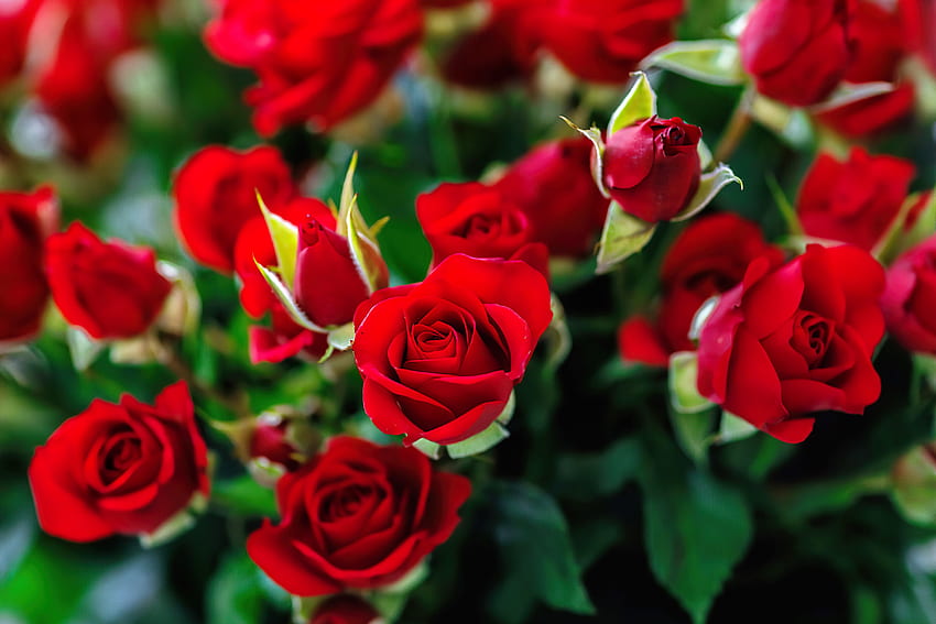 빨간 장미, 새싹, 장미, 정원, 아름다운, 향기, 여름, 나뭇잎, 예쁜, 빨강, 꽃잎, 향기 HD 월페이퍼