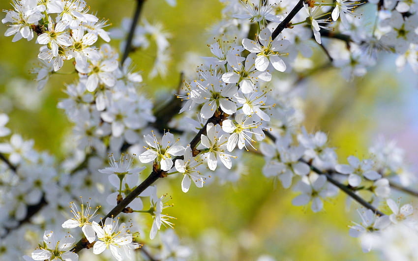 Fleurs de printemps, floraison, brindilles, arbre, pétales Fond d'écran HD