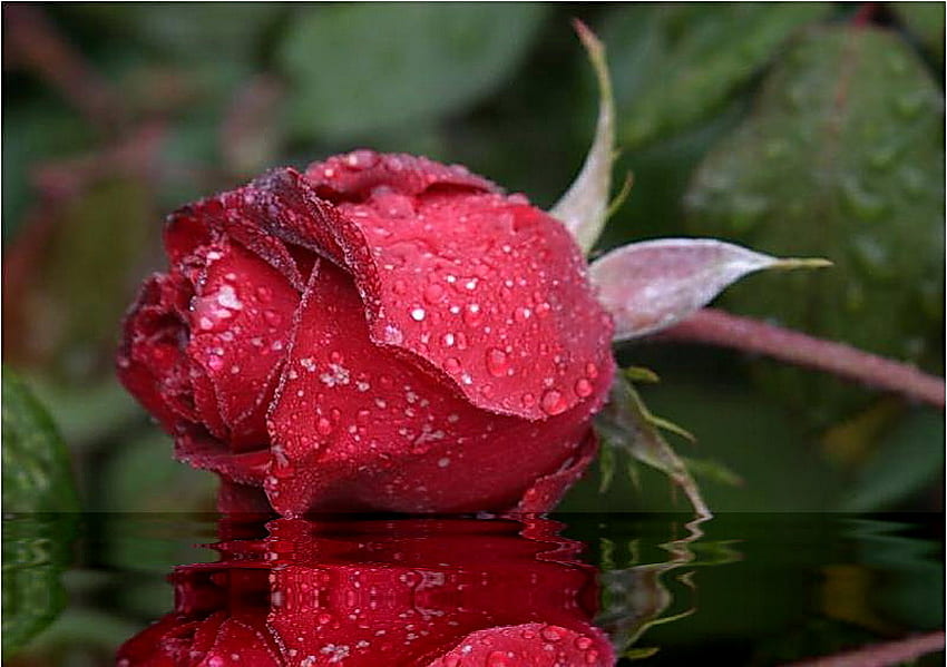 Rose reflection, rose, leaves, crimson, flower, green, red, hot HD wallpaper