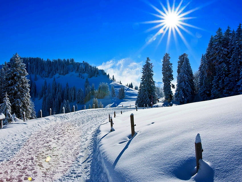 Día soleado, Invierno, Cubierto de nieve, Pinos, Camino, , Naturaleza,. para iPhone, Android, móvil y fondo de pantalla