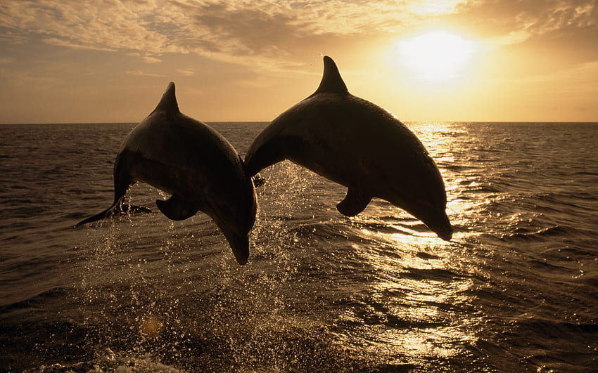 Animals, Dolfins HD wallpaper