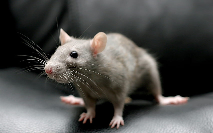 mouse, rodent, sitting, gray, Mice HD wallpaper