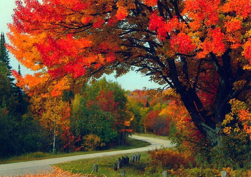 Autumn Road, autunno, strada, natura, foglie d'autunno Sfondo HD