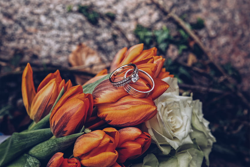 Празници, цветя, лалета, сватба, пръстени, романтика HD тапет