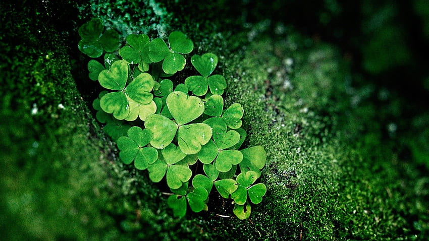 シャムロック タグ : graphy 緑の自然のシャムロックの葉, アイルランドの雨 高画質の壁紙